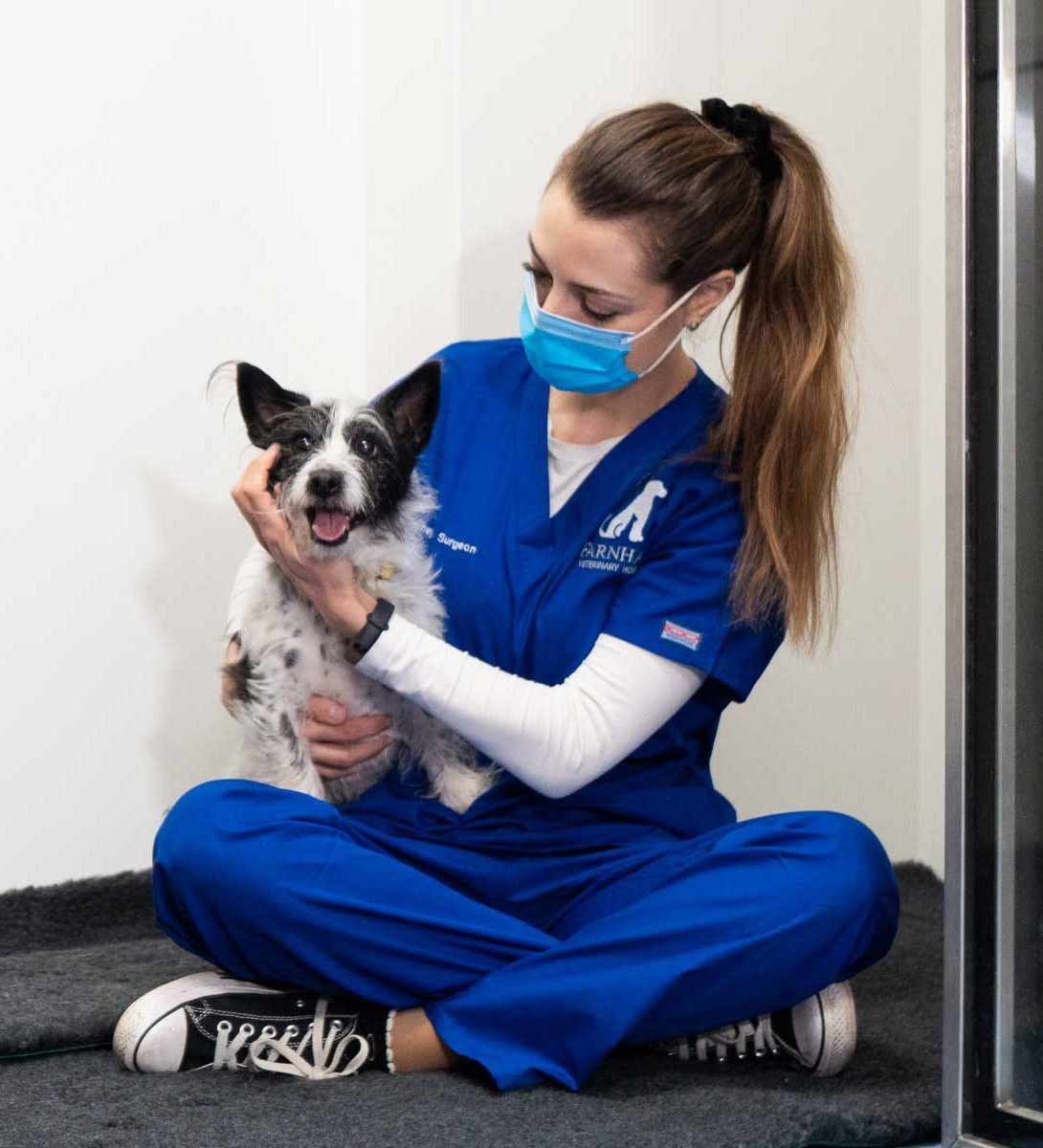 Vet holding small dog