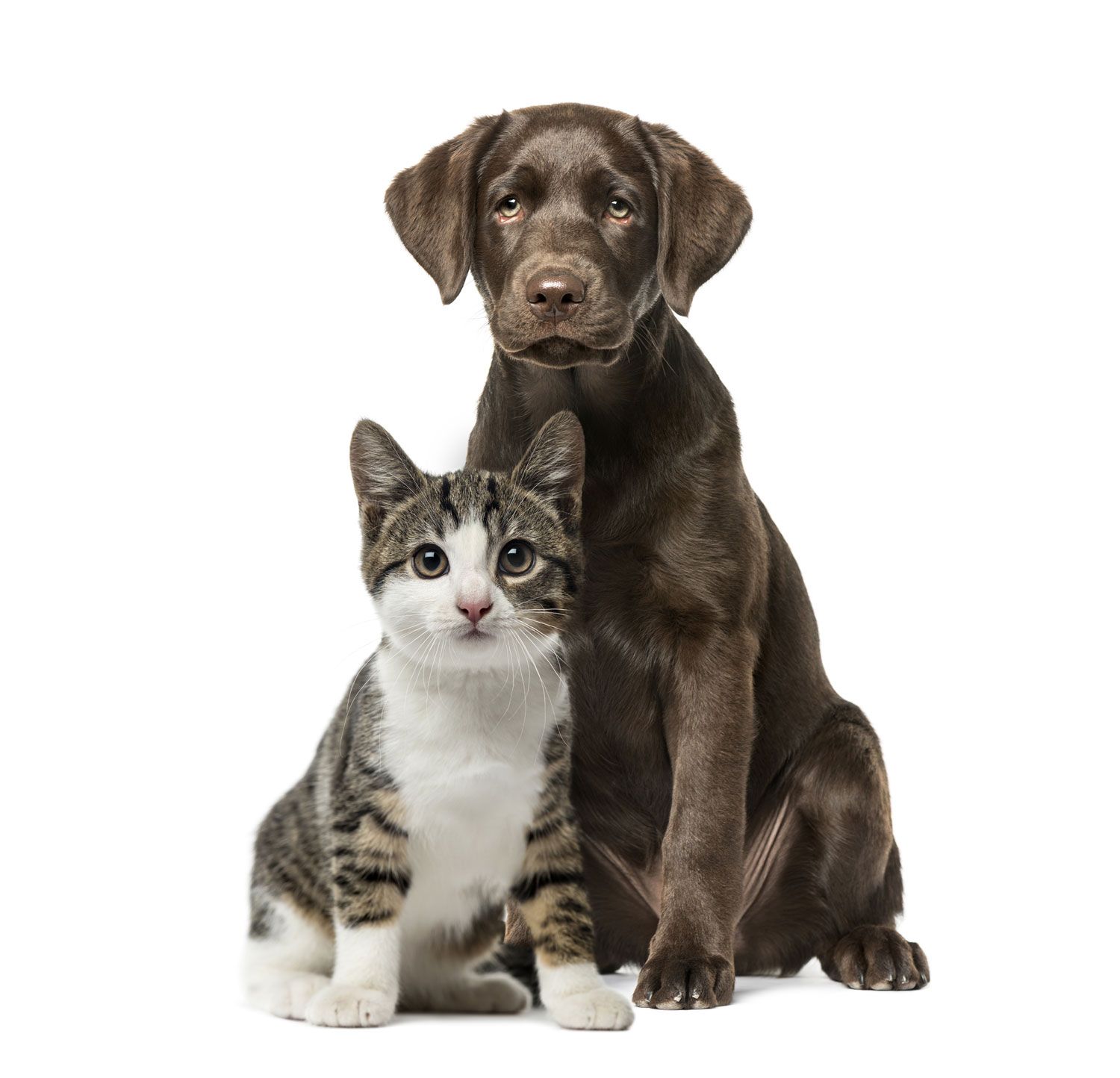 pet-health-plan-0624d6b0f2c8c7